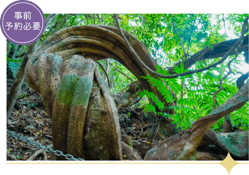 奄美大島ドライブ観光