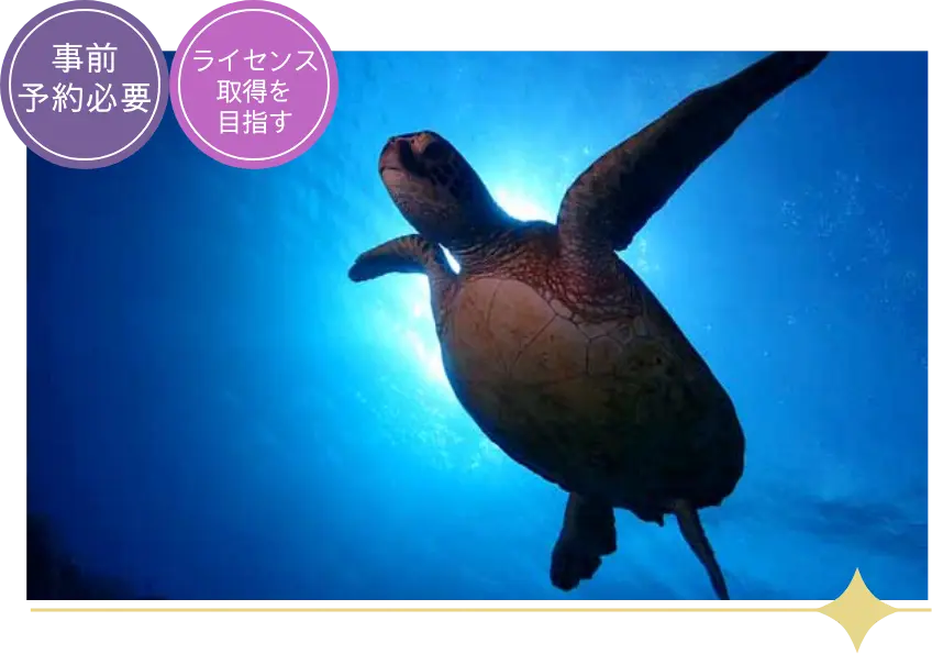 奄美大島でダイビングライセンス取得