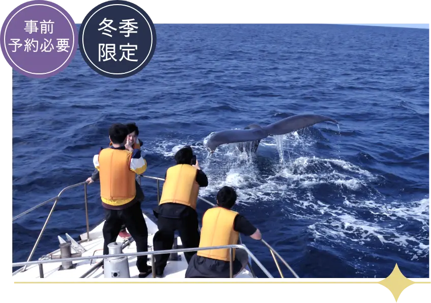 冬季限定！ホエールウォッチング