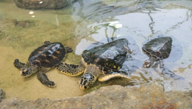 Amami Oshima Marine Exhibition Hall