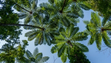 Kinsakubaru Virgin Forest