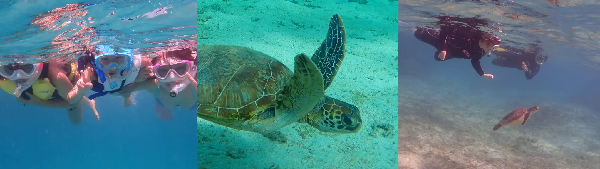 海亀シュノーケリング